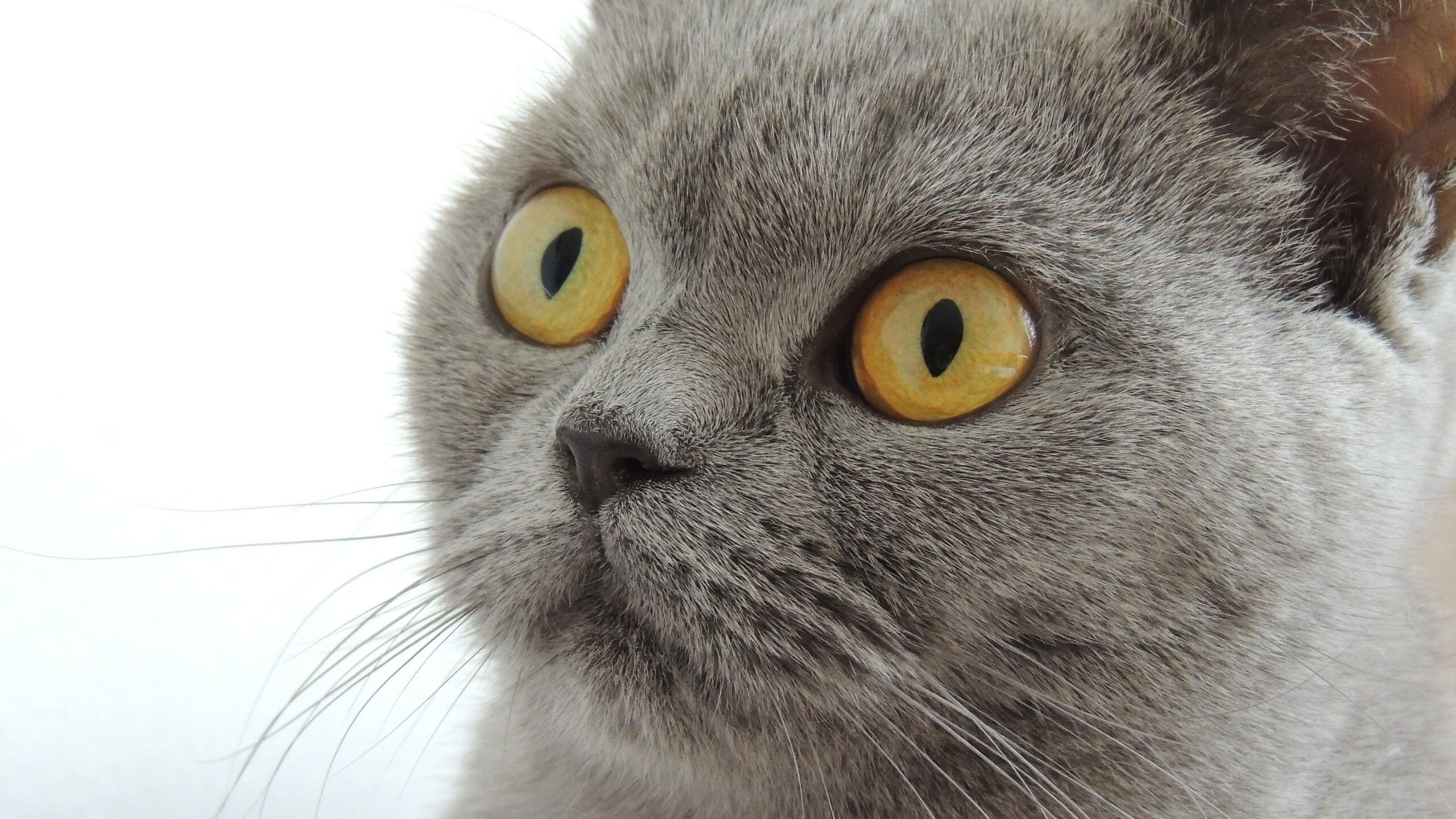 上海孤舟破绿浪，布伦森稳定输出，关键战险胜凯尔特人