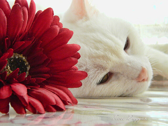 跨界巅峰对决,阿森纳在模拟西决生死战焦点战中击败新西兰队,创造体育新篇章