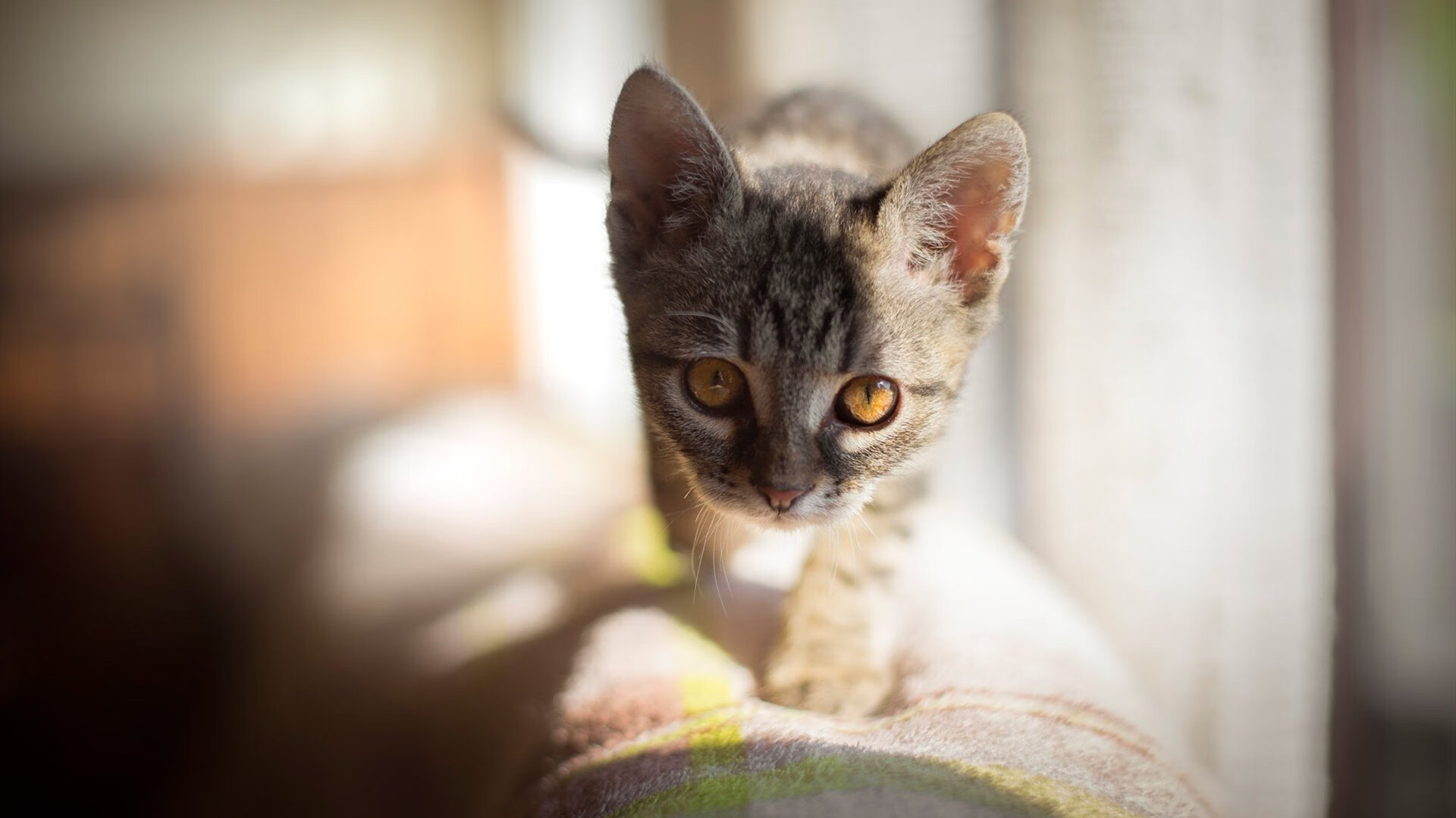 黄沙与雪原的对决，一记封喉后的篮球挽歌