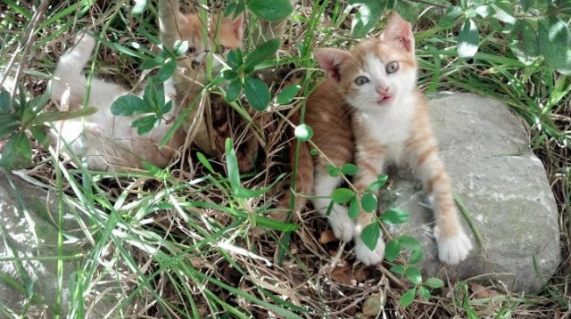 风城变奏曲，公牛的决胜局加时独奏，与哈利伯顿的年度焦点之战协奏
