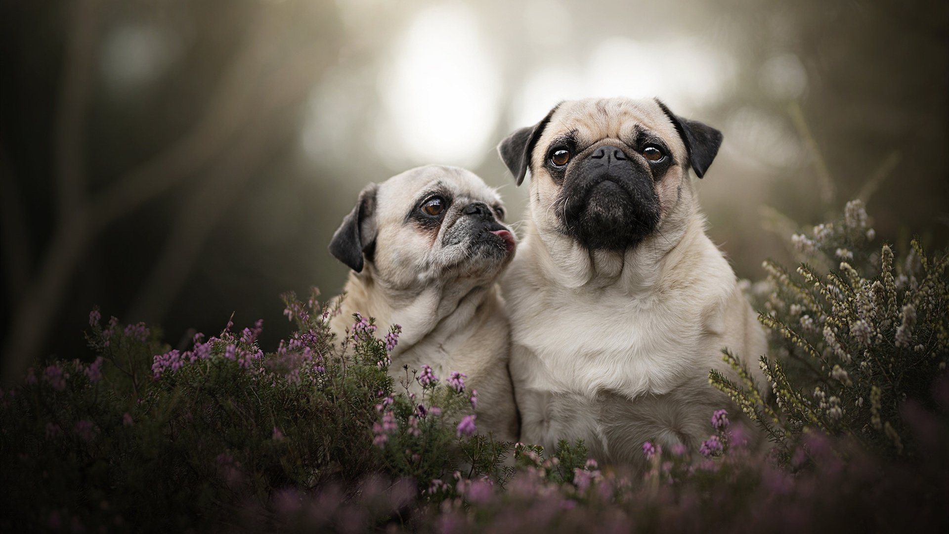 开云体育官网-当吉林队遇上篮网，2026世界杯的绿茵与篮网的错位对话