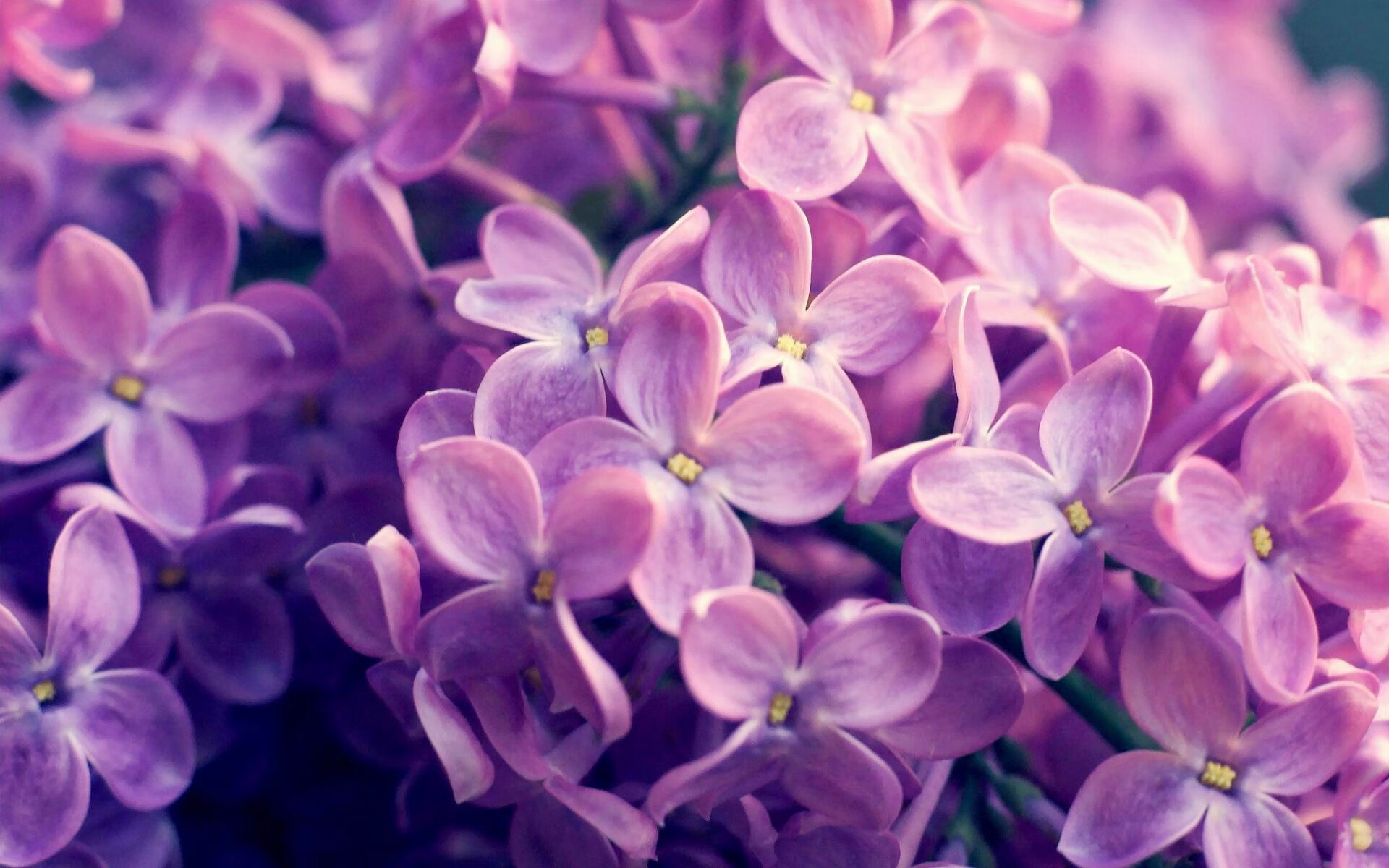 2026世界杯之夜，浓眉攻防两端的统治传奇