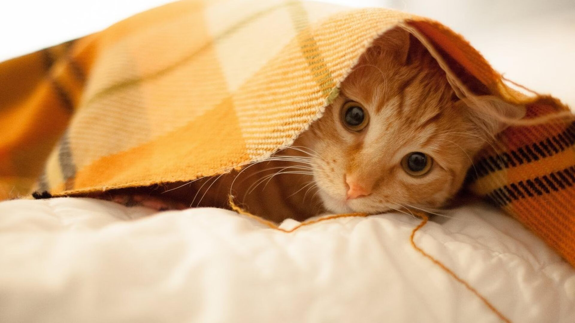 开云体育中国-伊拉克饮马莱茵河,一粒被预言的进球与凯恩的暗度陈仓