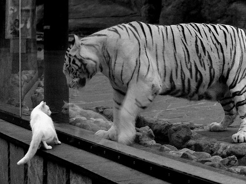 蛰伏的序曲,当米切尔的稳定成为撕裂铁幕的唯一利刃