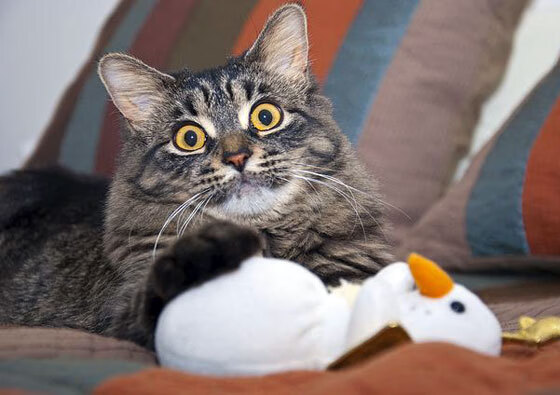 开云官网-残阵湖人背水一战，布克致命三分客场险胜开拓者