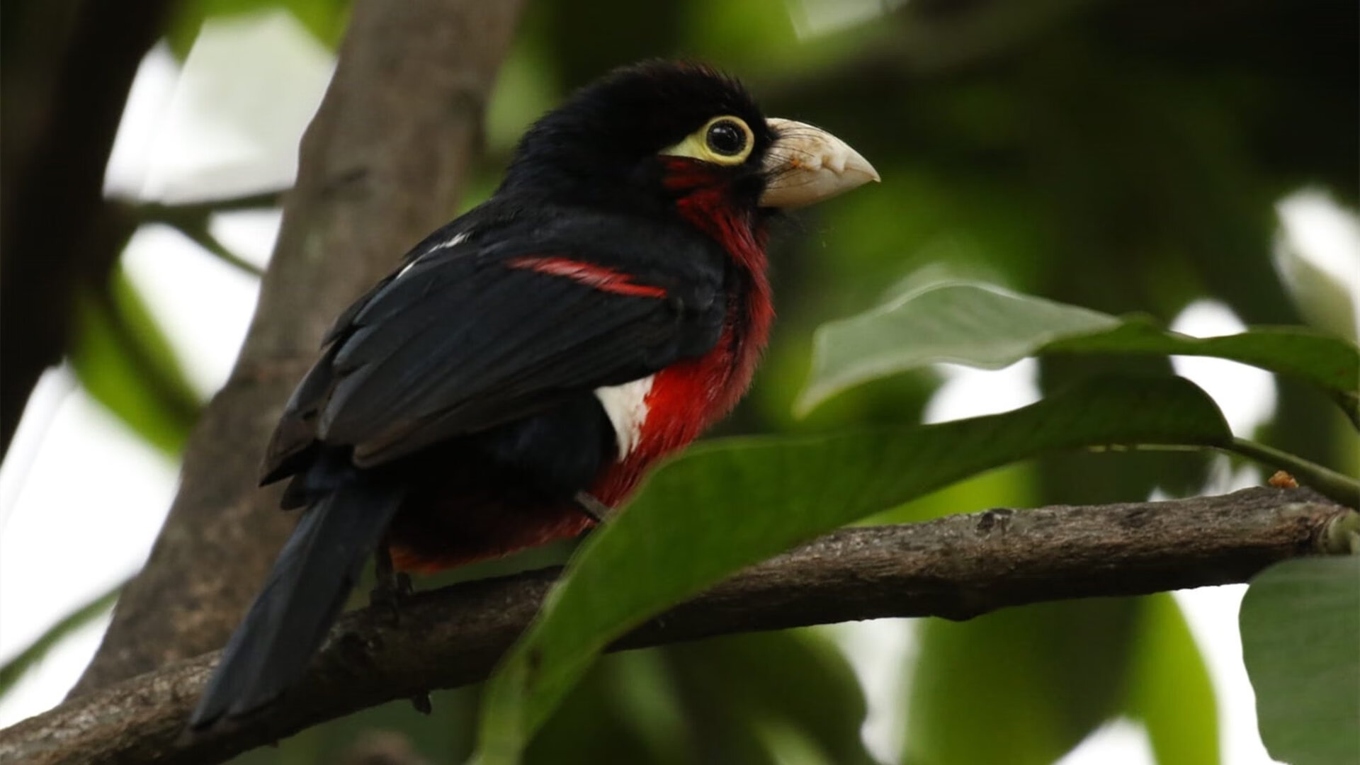 赛道烽火，尼日利亚在F1街道赛焦点战中终结塞内加尔霸权